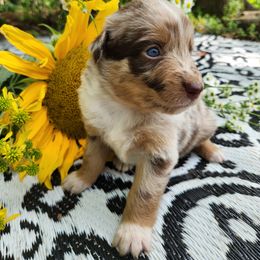 Australian Shepherd Puppies from Resolute Aussies
