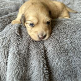 Boy 1 - Cream male Dachshund puppy in Ashland, Kentucky from Angell Weens