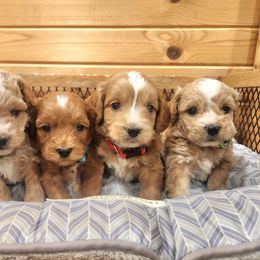 Cavapoo and Dachshund Puppies from Barnyard Dachshunds, Dals & Doodles