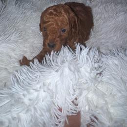 Milo - Red  male Poodle puppy in Okc, Oklahoma from Designer Poos By Diva