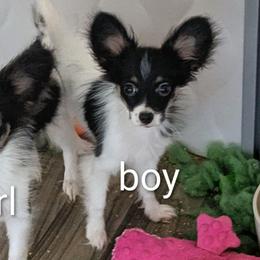 Tinsel - White and black male Papillon puppy in Joshua, Texas from Summertime Kennels