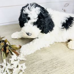Myles - Black and white male Cavapoo puppy in Nixa, Missouri from Davis Family Doodles