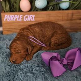 Purple - Red  female Goldendoodle puppy in Haughton, Louisiana from Bailey’s Cajun Canines
