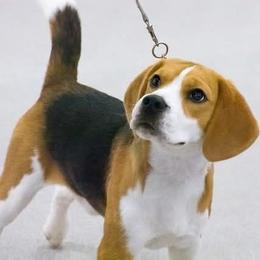 Squire - Beagle