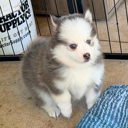 Open mask female - Blue female Pomsky puppy in Enid, Oklahoma from Mile Hi Pomskies