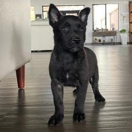 Boy 2 - Black brindle male Dutch Shepherd puppy in San Diego, California from TecK9s