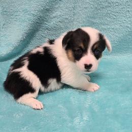 MINNIE one blu eye - White and black female Pembroke Welsh Corgi puppy in Walker, Iowa from Double K Corgis