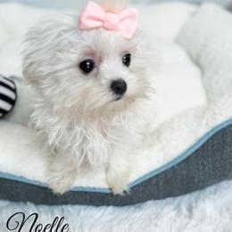 Mal-Shi and Maltese Puppies from Petite Pawz