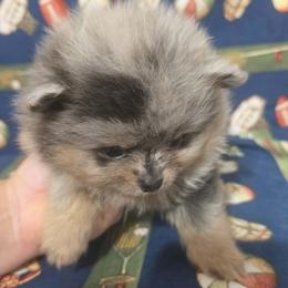 Chris - Blue merle male Pomeranian puppy in Angleton, Texas from Pomeranian Palace, LLC