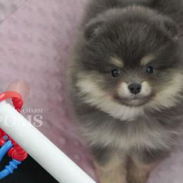 Balou - Blue and tan male Pomeranian puppy in Kingston, Georgia from Southern Charm Poms