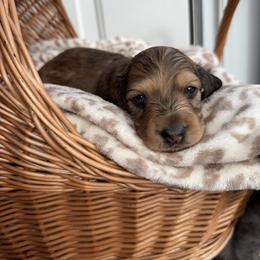 Boo - Dapple male Dachshund puppy in Pontotoc, Mississippi from Toddy Kennels