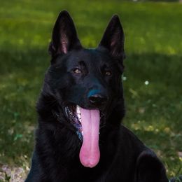 German Shepherds from Pray Love Shepherd Kennels