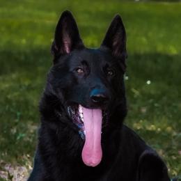 German Shepherds from Pray Love Shepherd Kennels