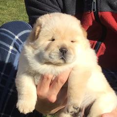 Loki - Chow Chow puppy in Marengo, Iowa from Imagine Chows