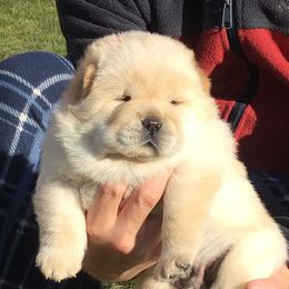 Loki - Chow Chow puppy in Marengo, Iowa from Imagine Chows