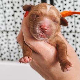 (Orange) - Red  male Goldendoodle puppy in Beaverton, Oregon from Henry Elliots