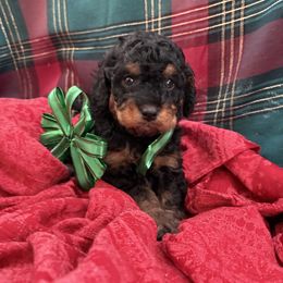 Bruno - Black and tan male Cavapoo puppy in Pennsylvania from Wendy’s Cavapoos