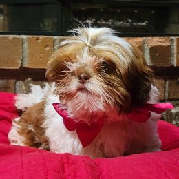 Jasmine - Gold and white Shih Tzu puppy in Washington from Waldstube Shih Tzu