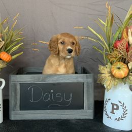 Golden Retriever Puppies from KP Golden Retrievers