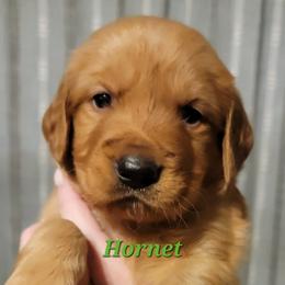 Hornet (Green Collar) - Dark golden male Golden Retriever puppy in Scurry, Texas from 07 Seven Oaks Goldens and Doodles