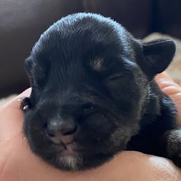 Miniature Schnauzer Puppies from Simplicity Schnauzers