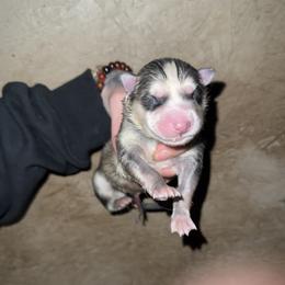 Boy 4 - Sable and white male Siberian Husky puppy in Iron River, Wisconsin from Wiemeri Siberians