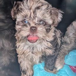 Waverly - Merle female Shihpoo puppy in Coshocton, Ohio from Forever Family Puppies
