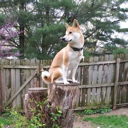 Dachshunds and Shiba Inu from TKO Doxies