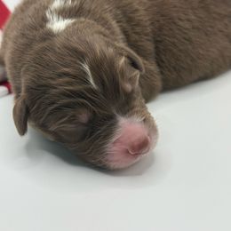 Titan - Red tri-color male Australian Shepherd puppy in Camp Springs, Kentucky from Diamond Paws Australian Shepherds