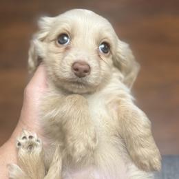 Bubbles - Cream female Dachshund puppy in Menifee, California from TeenieWeenieDoxies