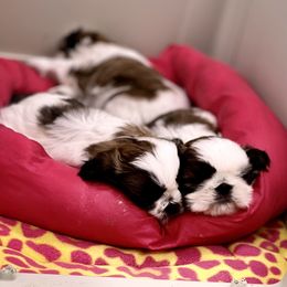 Poodle and Shih Tzu Puppies from Heritage Toy Poodles & Hallmark Jolei Shih Tzus