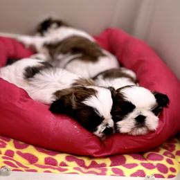 Poodle and Shih Tzu Puppies from Heritage Toy Poodles & Hallmark Jolei Shih Tzus