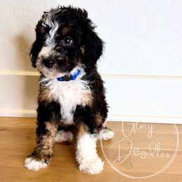 Sushi (Blue) - Tri-color male Bernedoodle puppy in Rockwall, Texas from Glory Doodles