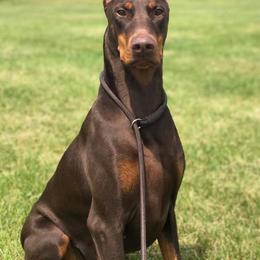 Doberman Pinschers from Kalon Dobermans