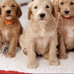 Goldendoodle, Labradoodle, Poodle, and Saint Berdoodle Puppies from Dent’s Doodles