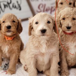 Goldendoodle, Labradoodle, Poodle, and Saint Berdoodle Puppies from Dent’s Doodles