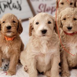 Goldendoodle, Labradoodle, Poodle, and Saint Berdoodle Puppies from Dent’s Doodles