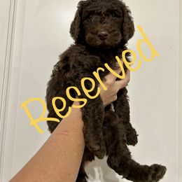 Poodle Puppies from Post Falls Poodles