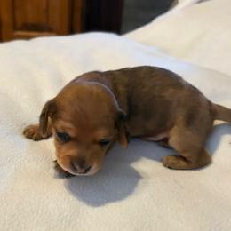 Donder Male CKC certified - Dapple male Dachshund puppy in Oklahoma City, Oklahoma from Diana's Dachshunds CKC certified!