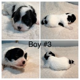 Boy 3 - Black and white male Havanese puppy in Elkins, Arkansas from Havana Knights Havanese