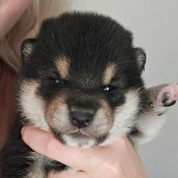 Jin - Black and tan male Shiba Inu puppy in Marianna, Florida from Diwasou