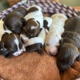 Dachshund Puppies from Jennifer Chadwell
