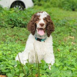Violet - Parti female Poodle puppy in Dover, Delaware from Dogtastic Poodles