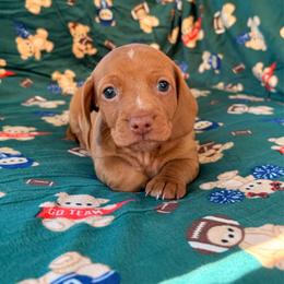 THOR - Red male Dachshund puppy in Saylorsburg, Pennsylvania from Alex's Dachshunds