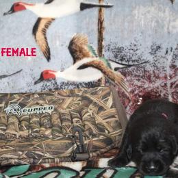 Labrador Retriever Puppies from Copper Creek Outfitters and Kennel