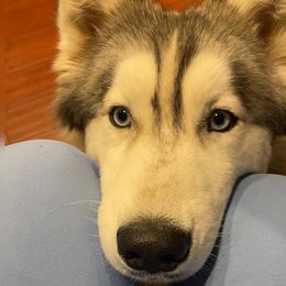 Khaleesi - Siberian Husky