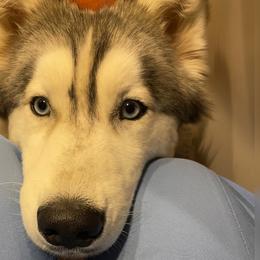 Khaleesi - Siberian Husky