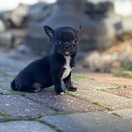 Panther - Black and white male Chihuahua puppy in Beckemeyer, Illinois from Guardian’s of the Chihuahuas