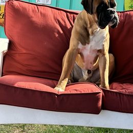 Boxer All Grown Up from McGallion’s Boxers