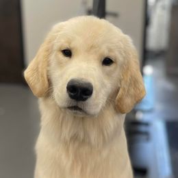 English Setters and Golden Retrievers from Sunset Golden Retrievers and English Setters